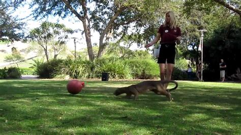 As we gradually move to getting back to normal, the san diego center for the blind is currently providing limited services at this in san diego, please call 619.583.1542 and for vista call 760.758.5956. Jamba the blind Fossa - San Diego Zoo Safari Park - YouTube