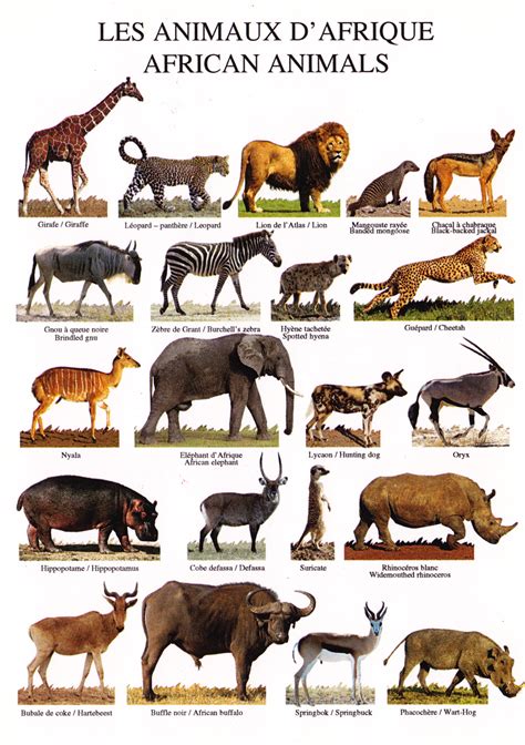 African Animals Names