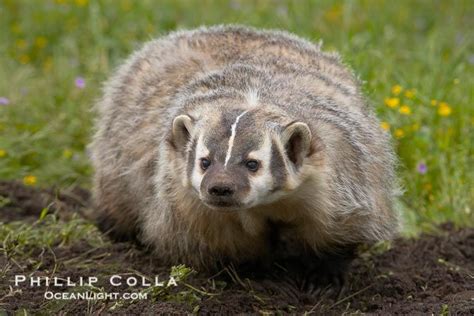 American Badger Badgers Are Found Primarily In The Great Plains Region