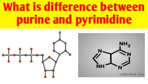 What Is Difference Between Purines And Pyrimidines Biologysir