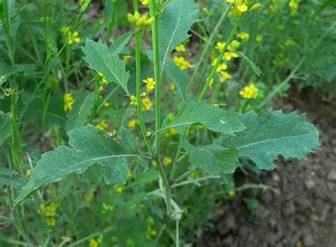 Image Result For Black Mustard Plant Breeding Wild Foraging Plant