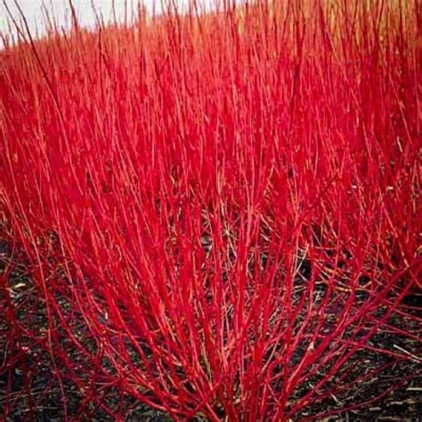 Plants should be grown between 6 and 20 feet apart, depending on the. Red Twig Dogwood | The Tree Center™