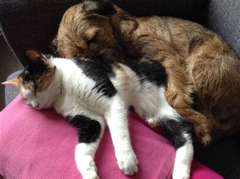Foto anak kucing lucu ingin buang air via : Cara Membersihkan Bulu Kucing dan Anjing di Rumah | coba-liat