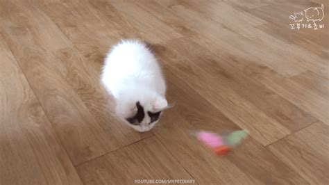 Playful Munchkin Kitten Might Be The Cutest Ever Life With Cats