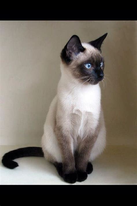 Who wouldn't love to do a little less vacuuming and sweeping. 176 best images about Siamese Oriental short hair cats on ...