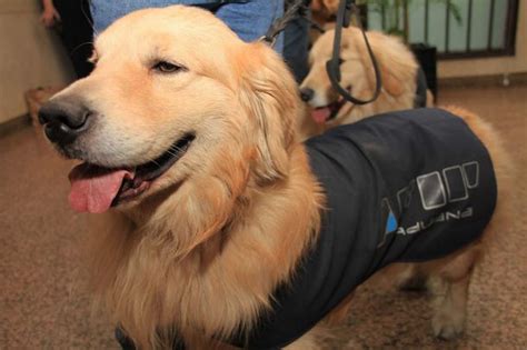 En El Día Del Animal La Afip Jubilará A 16 Perros De La Aduana