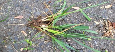 Crabgrass Vs Quackgrass In Your Lawn Differences And Similarities With