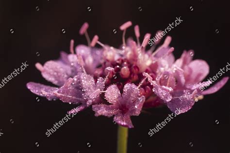 Shining Scabious Scabiosa Lucida Flowering Causse Editorial Stock Photo