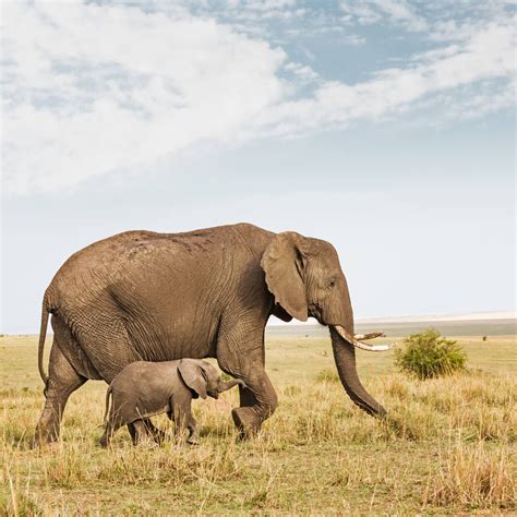 What Is The Typical Baby Elephant Weight Of A Newborn | PeepsBurgh.Com