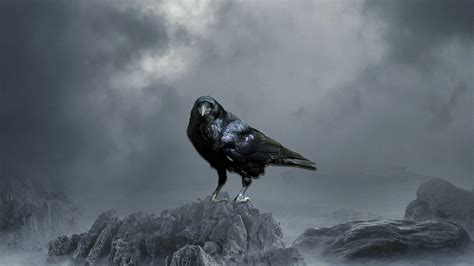 Crow Desktop Wallpapers Top Free Crow Desktop Backgrounds
