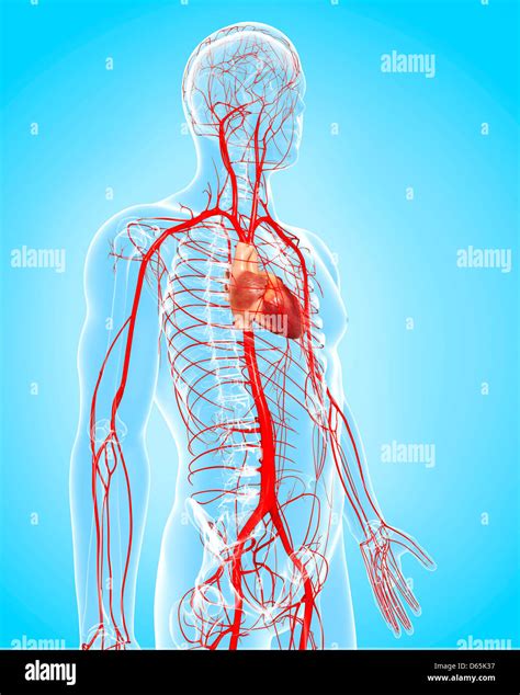 Body Arteries High Resolution Stock Photography And Images Alamy