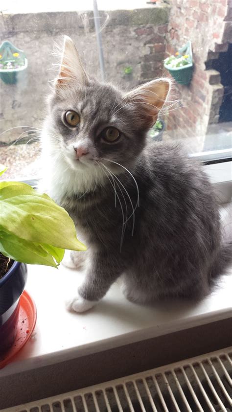 Cat Kitten Grey Very Cute Nelson Lancashire Pets4homes
