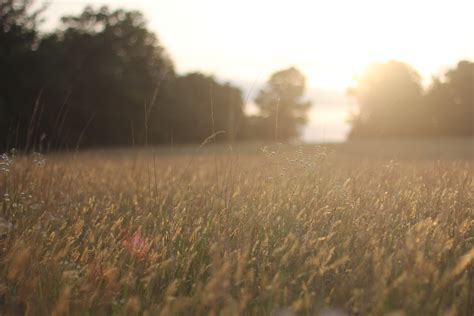 Free Images Nature Forest Horizon Light Cloud Sunrise Sunset 247