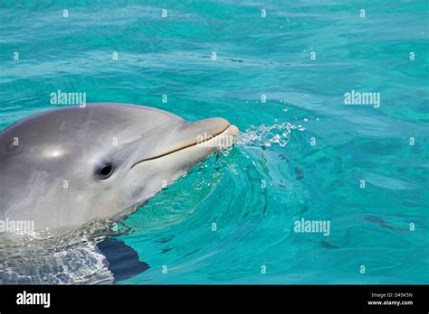Atlantic Bottlenose Dolphin Tursiops Truncatus Curacao Netherlands