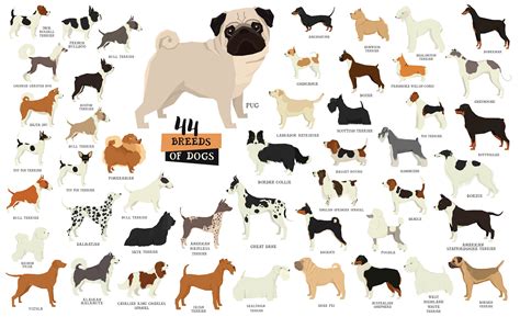 Whats The Most Popular Dog Breed
