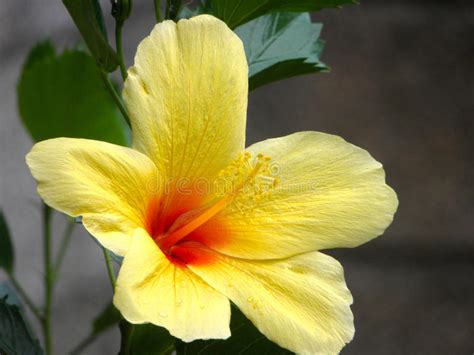 Yellow Hibiscus Hd Image Stock Photos Free And Royalty Free Stock