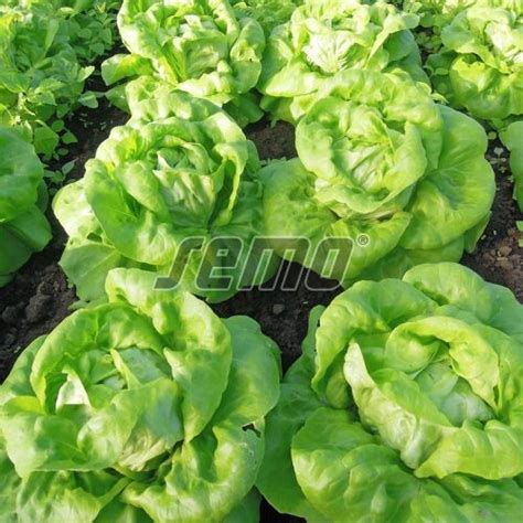 Salát Hlávkový Deon Zelenina Semo Prodej Osivo Semena Semo