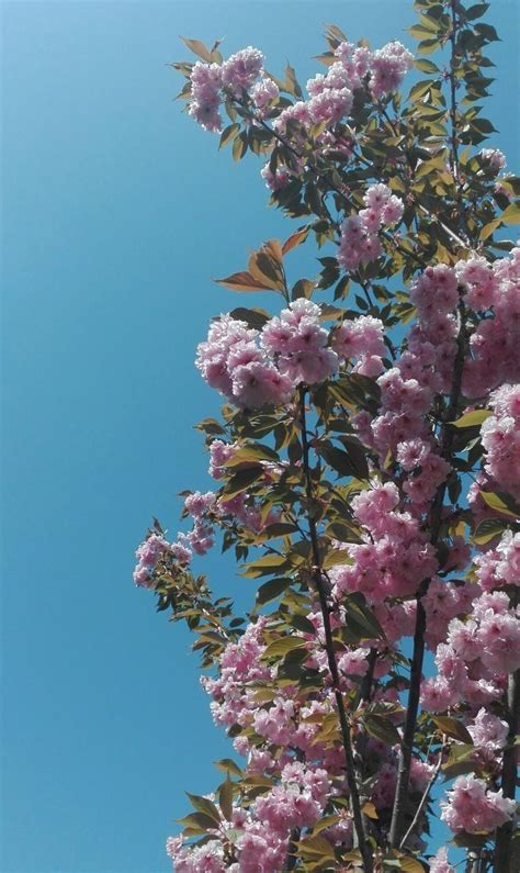 Purple aesthetic, pink and gray decor, png. purple summer flowers #style | Пейзажи, Фоновые ...
