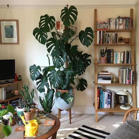 Decorate Mid Century Modern Plants In A Suitable Space Adria