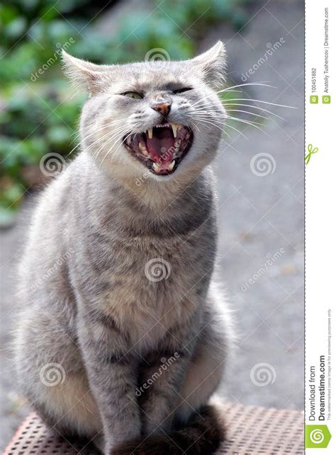A Gray Cat With A Wide Open Mouth Sitting On The Doorstep In The