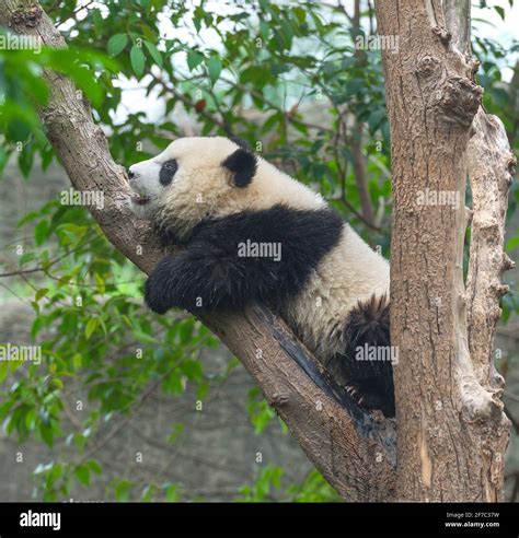 Cute Giant Panda Bear Sleeping In Tree Stock Photo Alamy