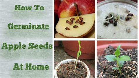 Apple Seeds Germination At Home Step By Step Easy Process Youtube