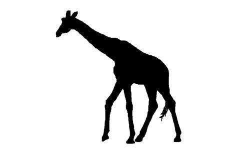 Giraffe Svg Black And White