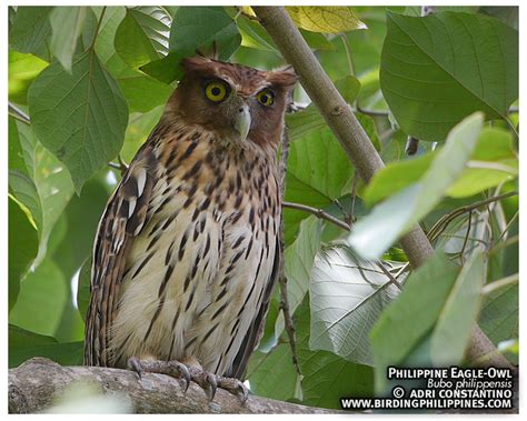 Philippine Eagle Owl Birding Adventure Philippines Guided