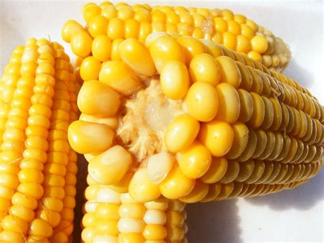 If your cat is not allergic to corn, then you might think that she can eat as much corn as she likes, but that's not true. Can Dogs Eat Corn and Corn Cobs? | The Paws and Claws