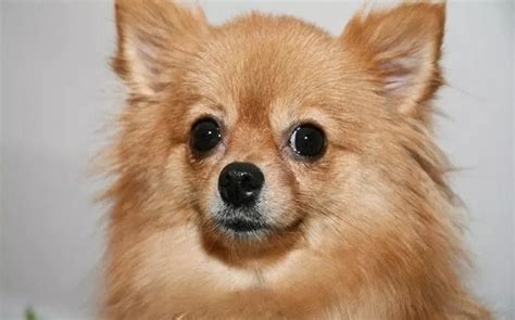 43 Chihuahua Pomeranian Mix Puppies For Sale Photo Bleumoonproductions