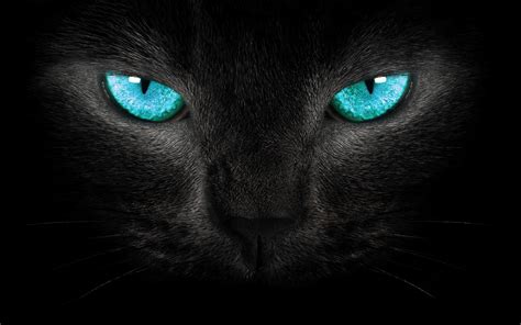 Cat Turquoise Eyes 6948686