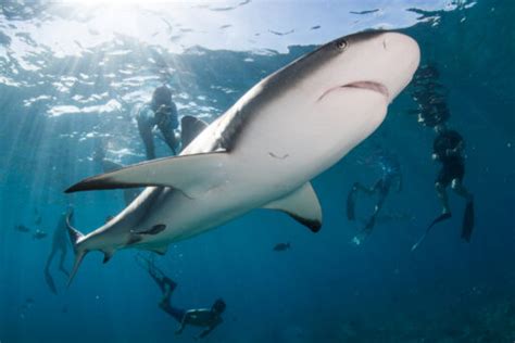 Why Do Sharks Bite People Save Our Seas Foundation