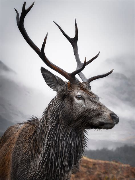 A3 Size Print Of A Red Deer Stag Looking Over The Glen In The Scottish
