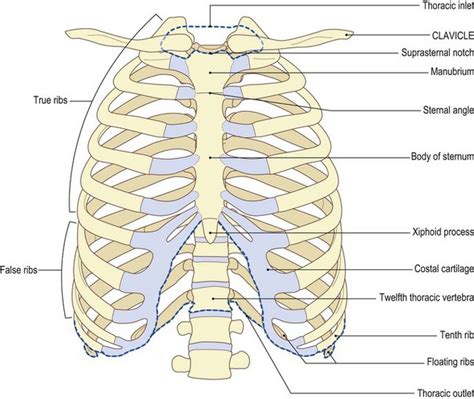 Bony Thorax Anatomy
