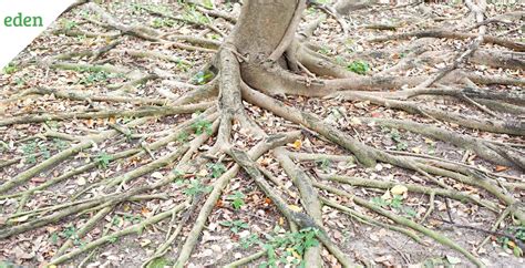How To Remove Tree Roots From Your Lawn Eden Lawn Care And Snow Removal