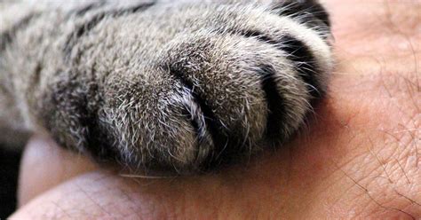 The best topical parasite preventive is revolution plus topical solution for cats, which kills many parasites, including hookworms, roundworms, heartworms, fleas, and mites. Cat Worms: Can Humans Be Infected and Treated? | UK Pets
