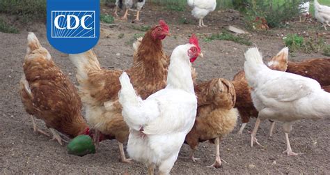 Backyard Poultry Responsible For Salmonella Outbreaks In Tennessee Says Cdc