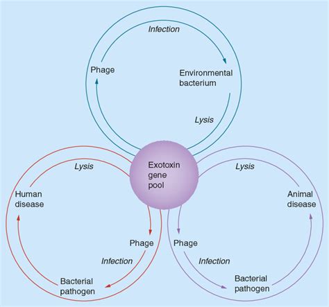 Environmental Reservoir Of Phage Encoded Exotoxin Genes Proposed