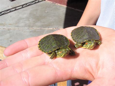 Baby Turtles Are About As Cute As It Gets But They Can Also Be