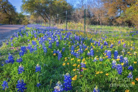Colorful Roadside Wildflowers Photograph By Bee Creek Photography Tod