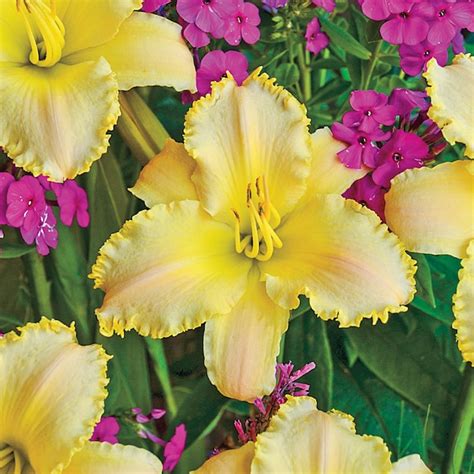 Spring Hill Nurseries Ruffled Pastel Cheers Daylily In 1 Pack Bareroot In The Perennials