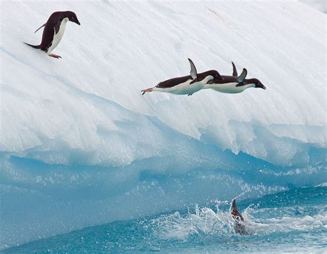 Adelie Penguins Diving Off An Iceberg Adelie Penguin Penguins Diving