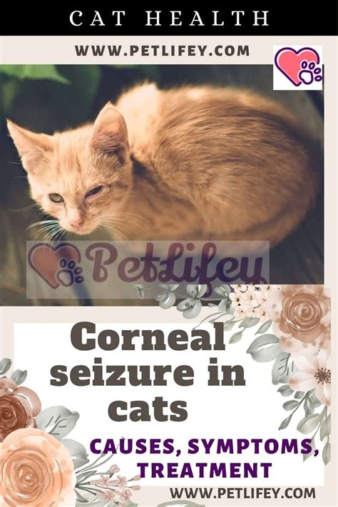 Corneal Seizure In Cats Causes Symptoms Treatment Pet Lifey