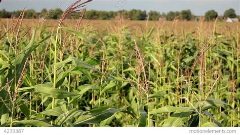 Young Corn Stalks In A Big Corn Field Stock Video Footage 4239387