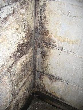 Maybe you would like to learn more about one of these? How to Clean Mold Off Basement Concrete Walls | Cleaning ...