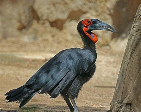 Pictures And Information On Southern Ground Hornbill