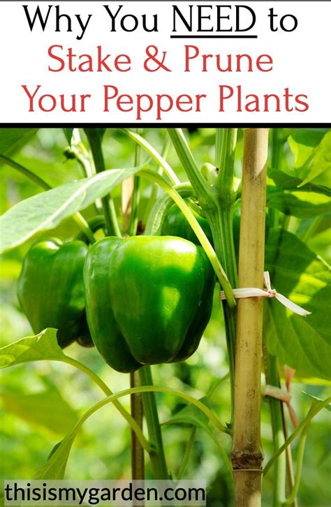 This is often true in four circumstances. Why You Need to Stake & Prune Pepper Plants in 2020 ...