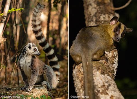 Lemurs Of Madagascar Africa Geographic