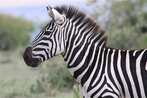 Animal World Zebra Facts And Info With Beautiful Images 2013