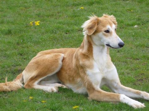 honey 1 year old female saluki available for adoption